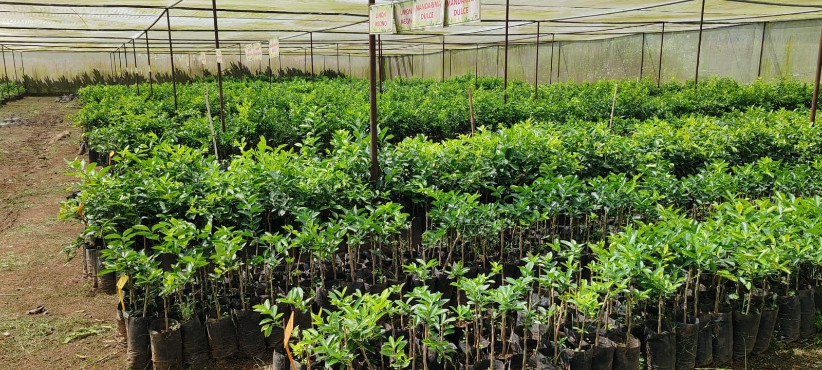 Cultivo y Cosecha