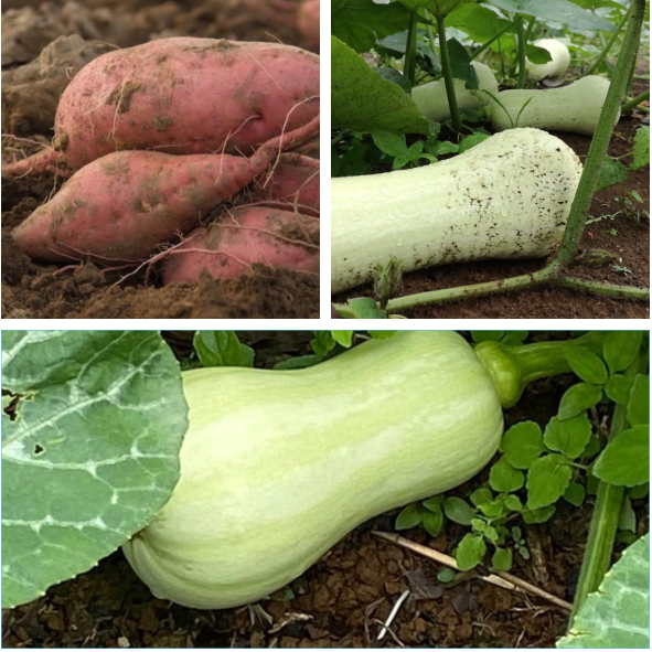 Camote y Ayote Mantequilla