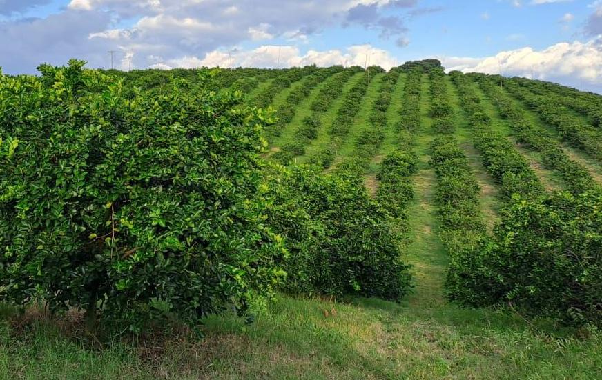 Plantación de cítricos en La Virgen de Sarapiquí