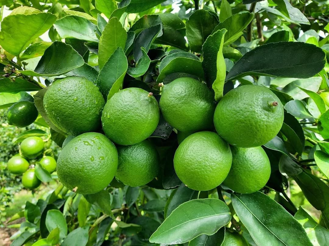 Frutas Enteras